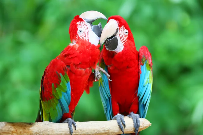 Two red macaws facing each other, evoking the "stochastic parrot" metaphor applied to LLMs